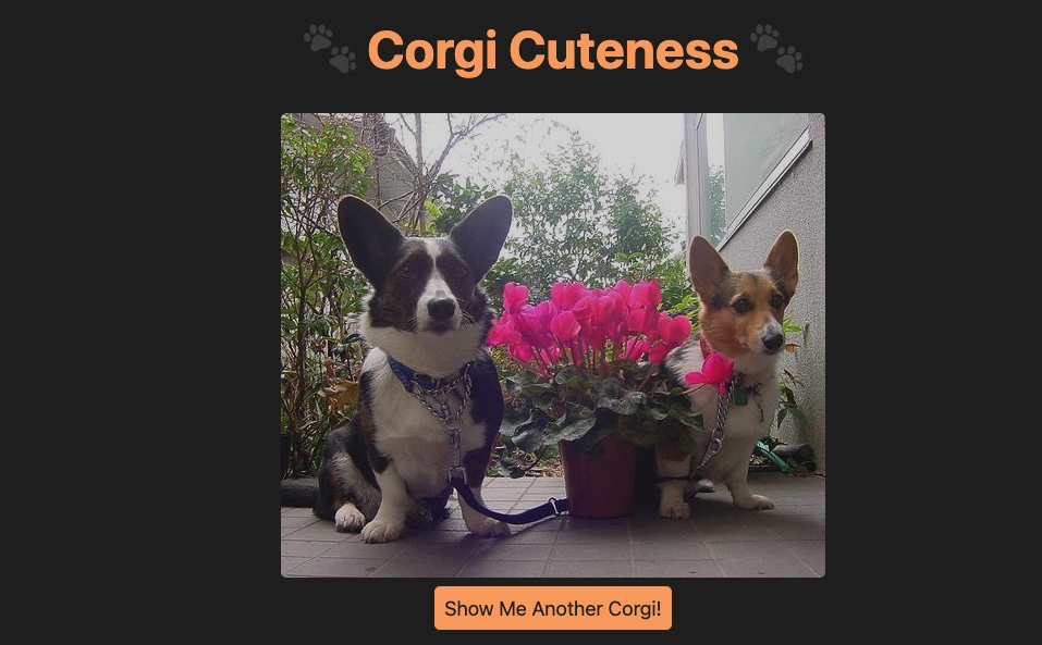 Our mini corgi website